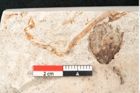 Foto (Detailansicht) von Cinnamomum polymorphum Braun (NHMW-GEO-2024-0188-8195a)